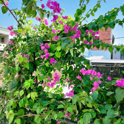 CHO THUÊ NHÀ 2 TẦNG KIỆT OTO CAO XUÂN DỤC TP HUẾ