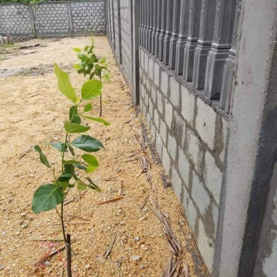 Cho thuê đất trống 440m2-10tr/th