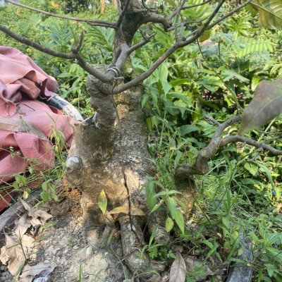 CĂN HỘ VICOLAND FULL CHÍNH CHỦ