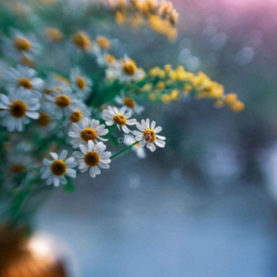 Cần cho thuê nhà