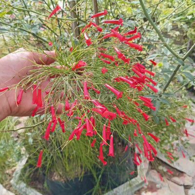 Cần Thuê đất trống dựng quán cafe cóc và biển quảng cáo nhà xe